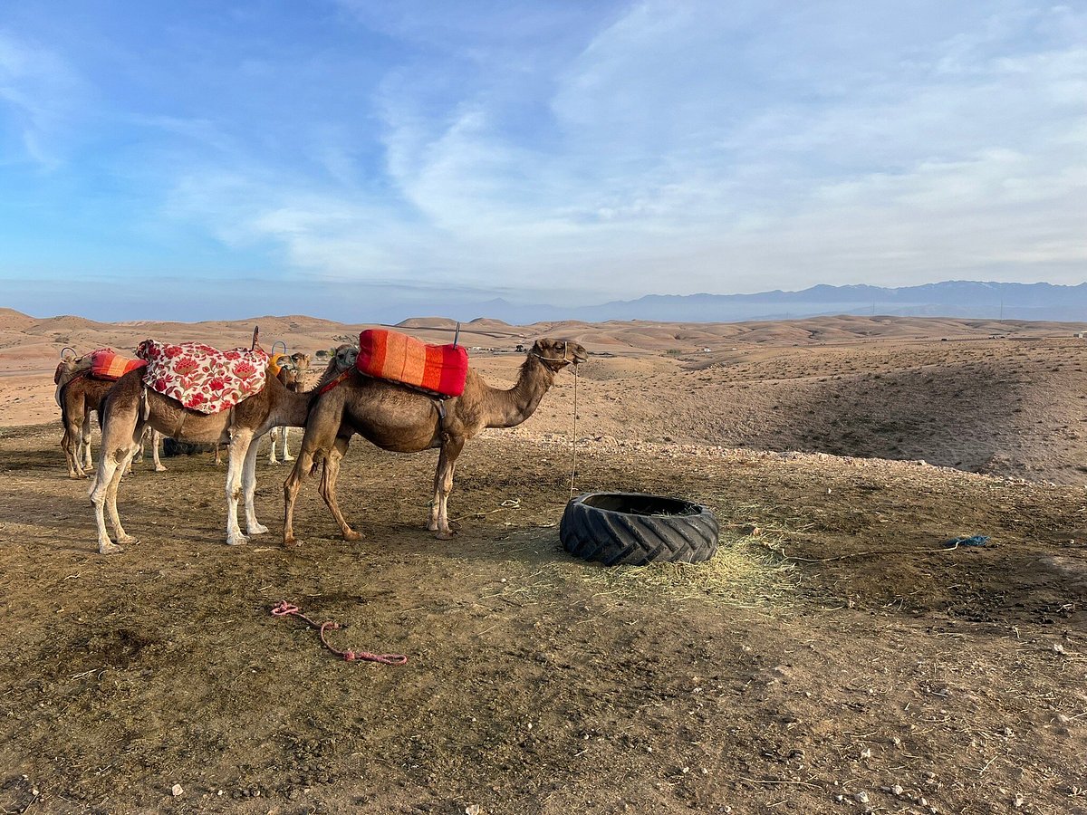 exploring the Enchanting Agafay Desert: A Guide to Morocco's Hidden Gem